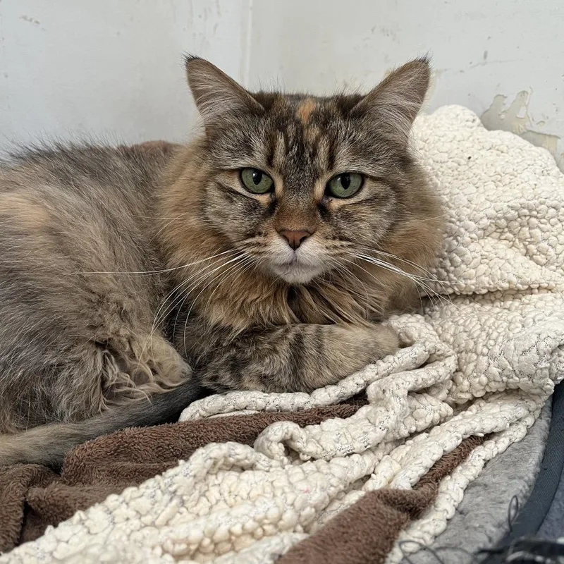 An adult small-sized female Domestic Long Hair cat named Nikita for adoption in Chicago, IL