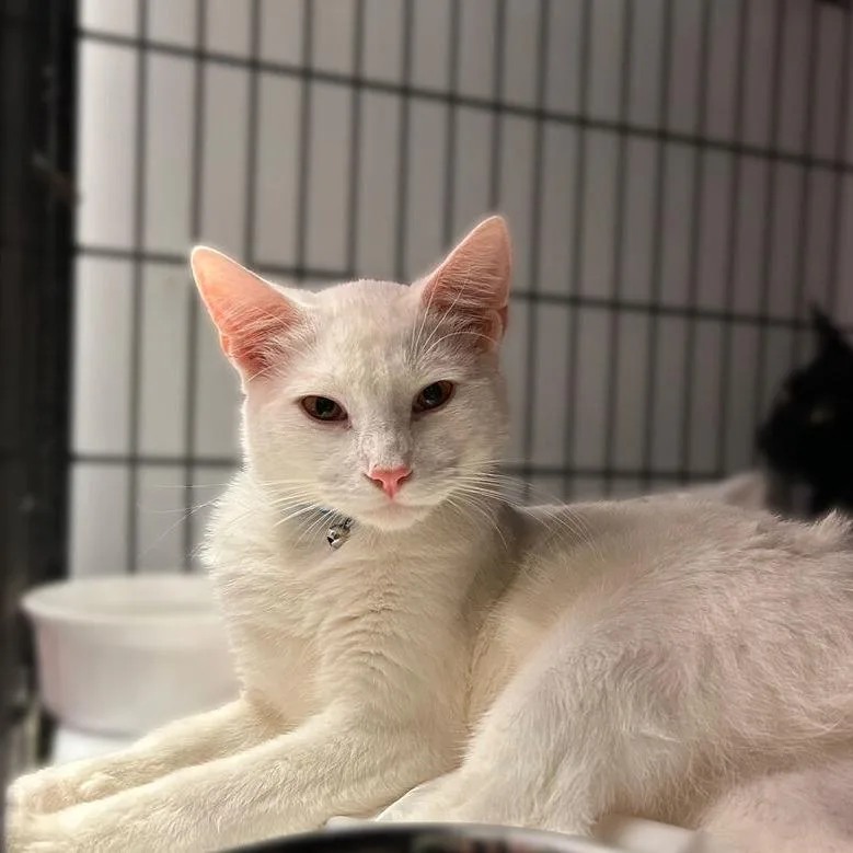A young medium-sized male Domestic Short Hair cat named Feisty Meisty for adoption in Davenport, IA