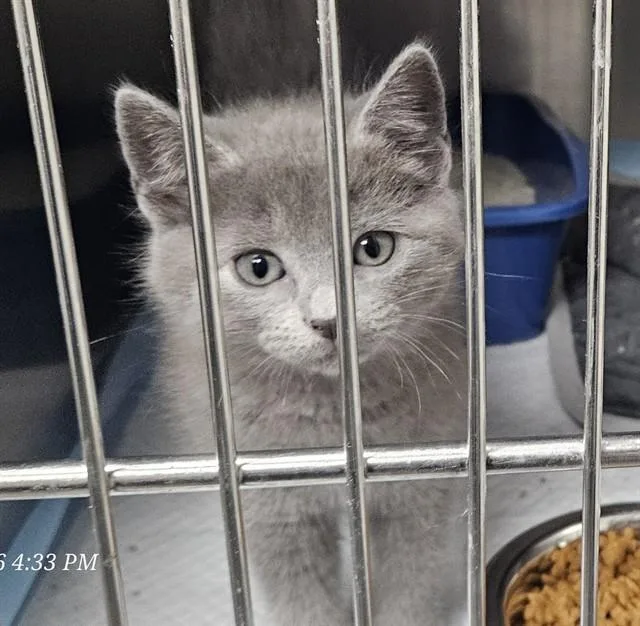 A baby small-sized female Domestic Short Hair cat named Thelma for adoption in Wylie, TX