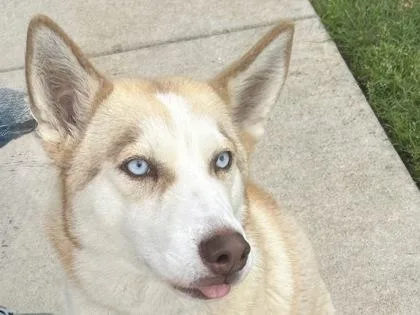 An adult large-sized female White / Cream Mixed Breed dog named Odette for adoption in Georgetown, TX