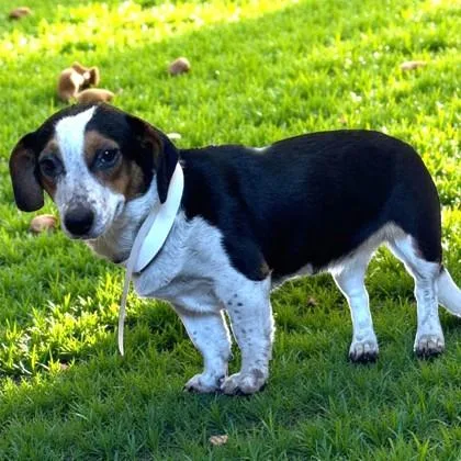A young medium-sized female Tricolor (Brown, Black, & White) Dachshund dog named Eloise for adoption in Inverness, FL