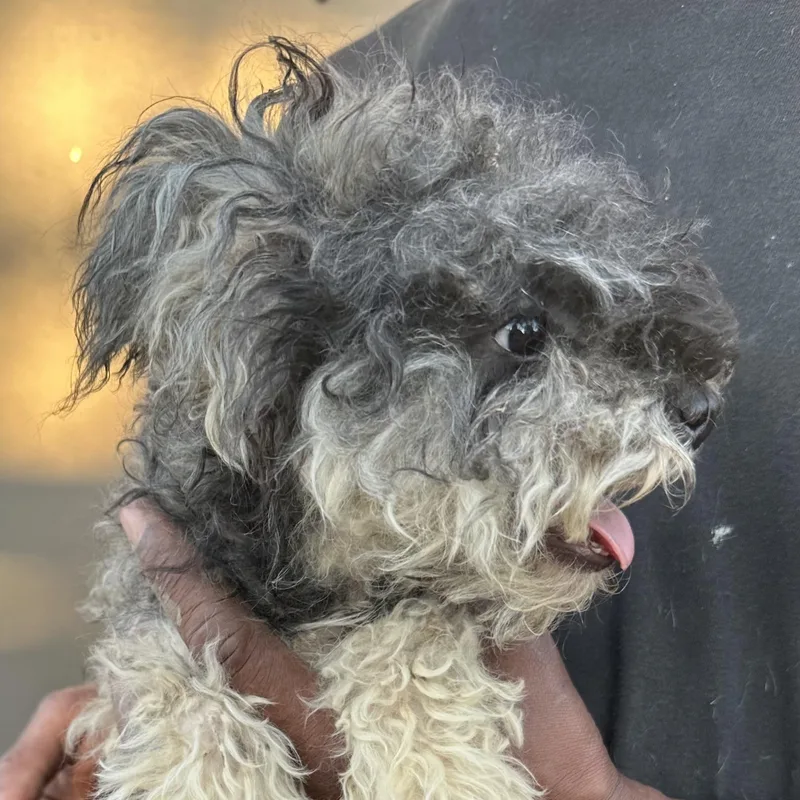 A baby medium-sized female White / Cream Poodle dog named Rosey  Local November for adoption in Brookshire, TX