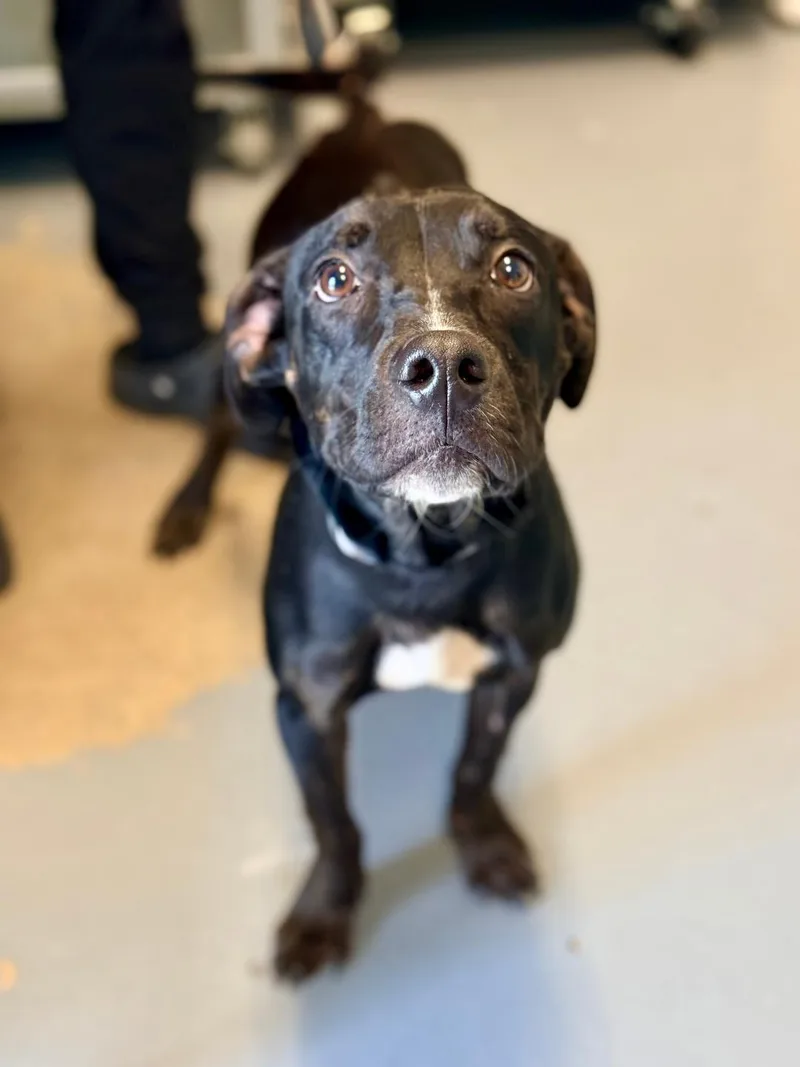 A young medium-sized female Black Labrador Retriever dog named Rosie for adoption in Winter Haven, FL
