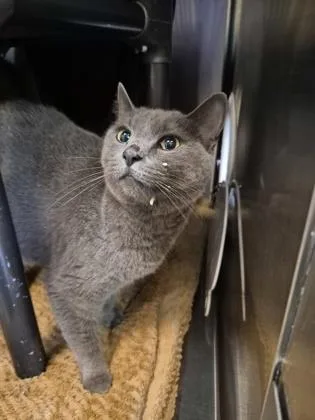 An adult medium-sized female Domestic Short Hair cat named Starbucks for adoption in Independence, MO