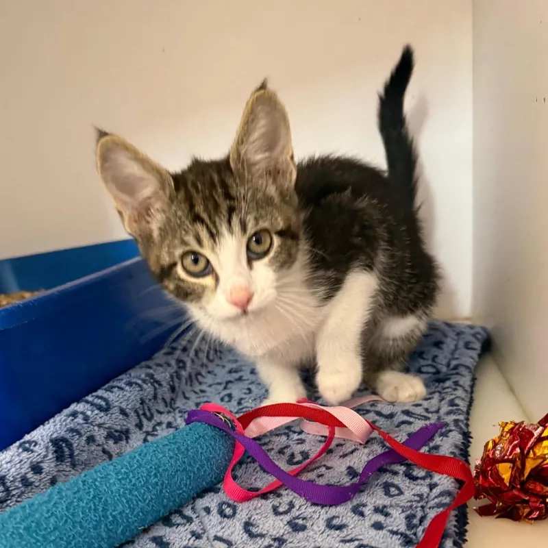 A baby small-sized female Brown / Chocolate Domestic Short Hair cat named Blush for adoption in Kanab, UT