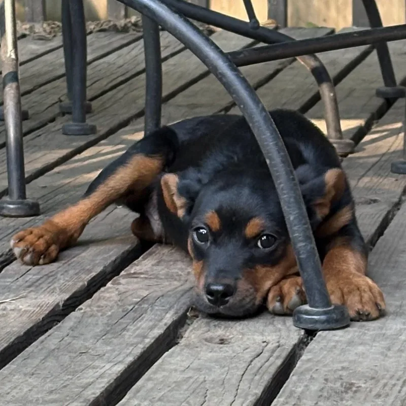 A baby medium-sized male Black Mixed Breed dog named Habanero for adoption in Normal, IL