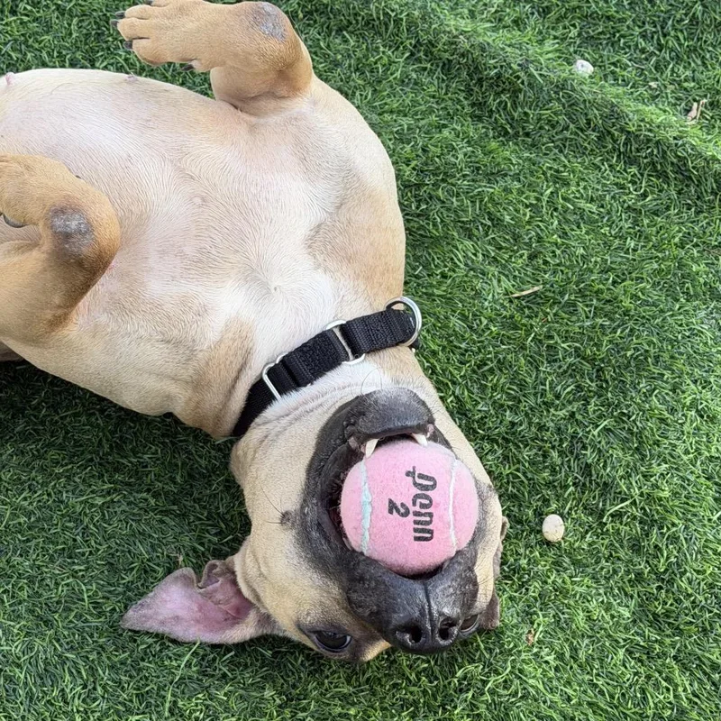 Morning Glory thumbnail 2