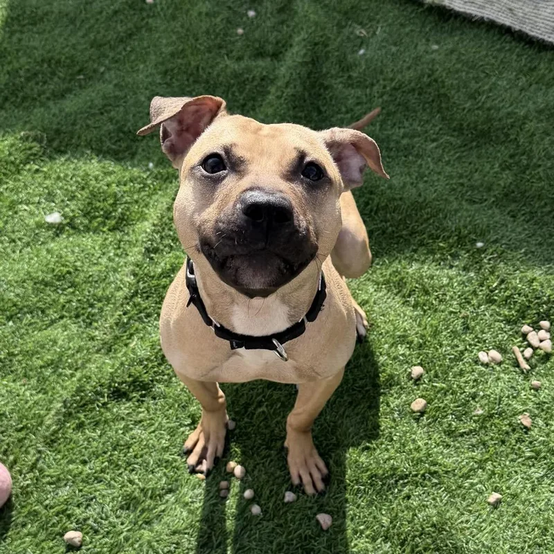 Morning Glory thumbnail 3