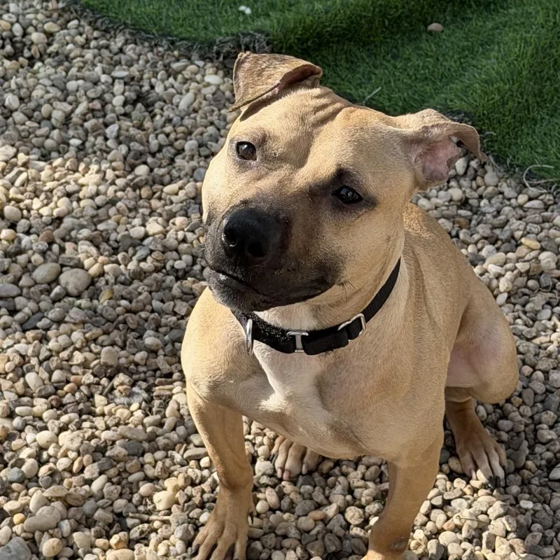 Morning Glory thumbnail 4