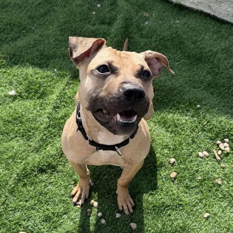 An adult medium-sized female Mixed Breed dog named Morning Glory for adoption in Medford, NY