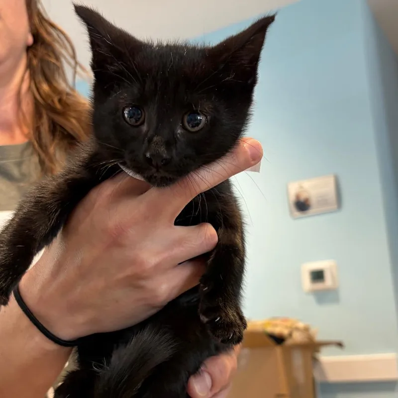 A baby small-sized female Black Domestic Short Hair cat named Sally for adoption in Chesapeake, VA