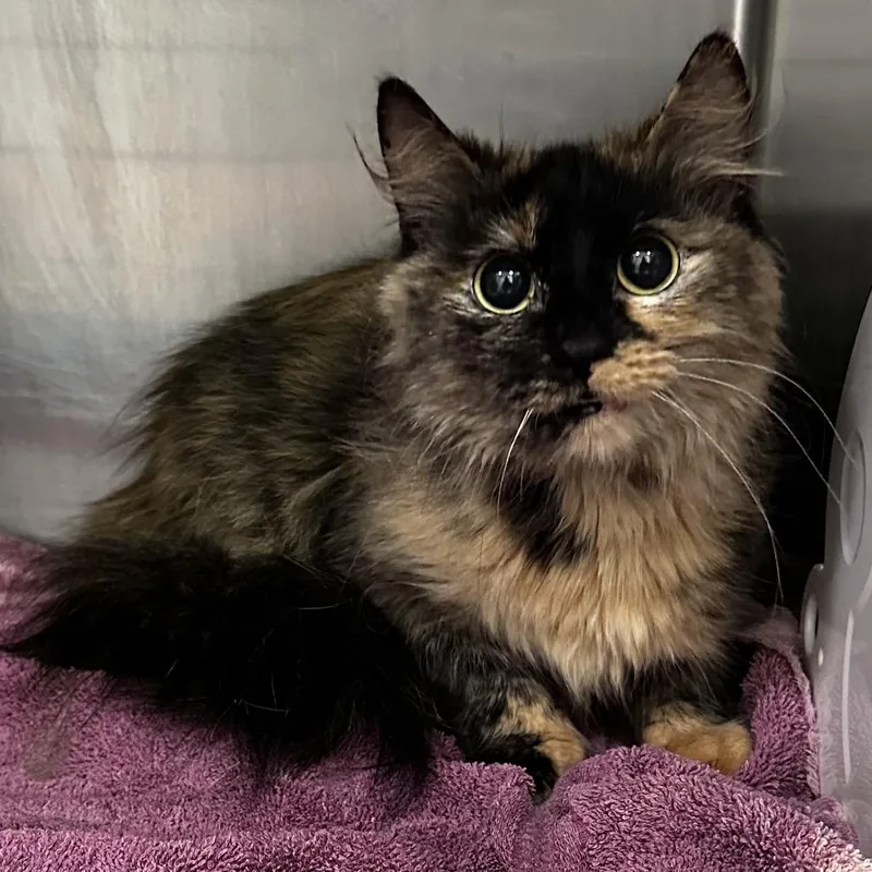 An adult medium-sized female Tortoiseshell Domestic Short Hair cat named Pretty Girl for adoption in Warrensburg, MO