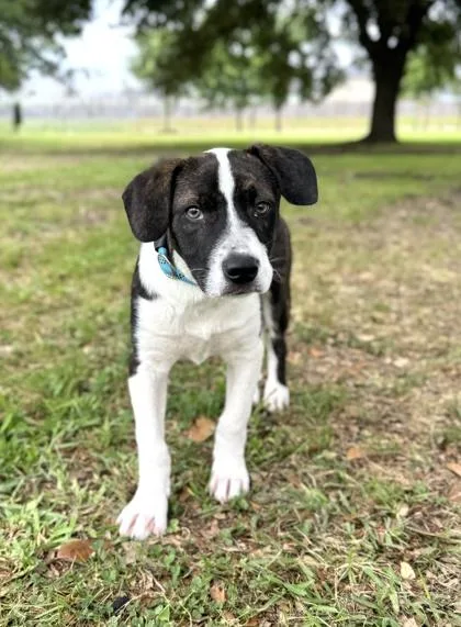 A baby medium-sized male Shepherd dog named Zeke for adoption in Houston, TX