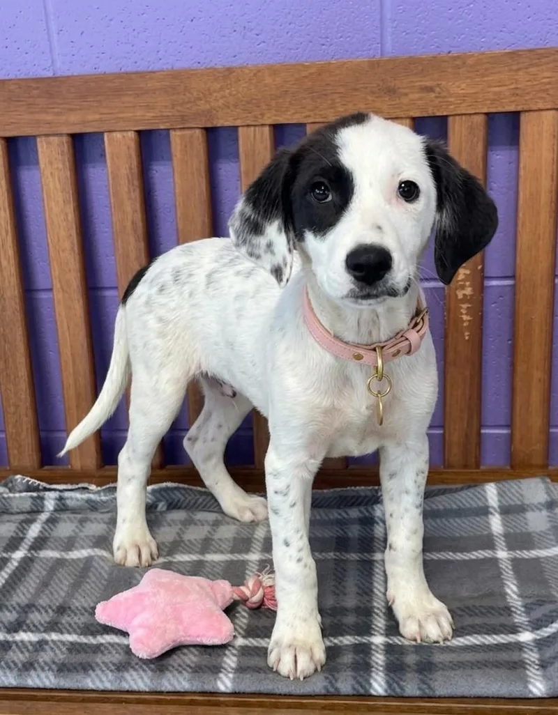 A baby medium-sized female Spaniel dog named Diamond for adoption in North Prairie, WI