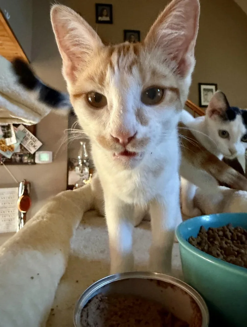 A young medium-sized male American Shorthair cat named Hundun for adoption in Cincinnati, OH