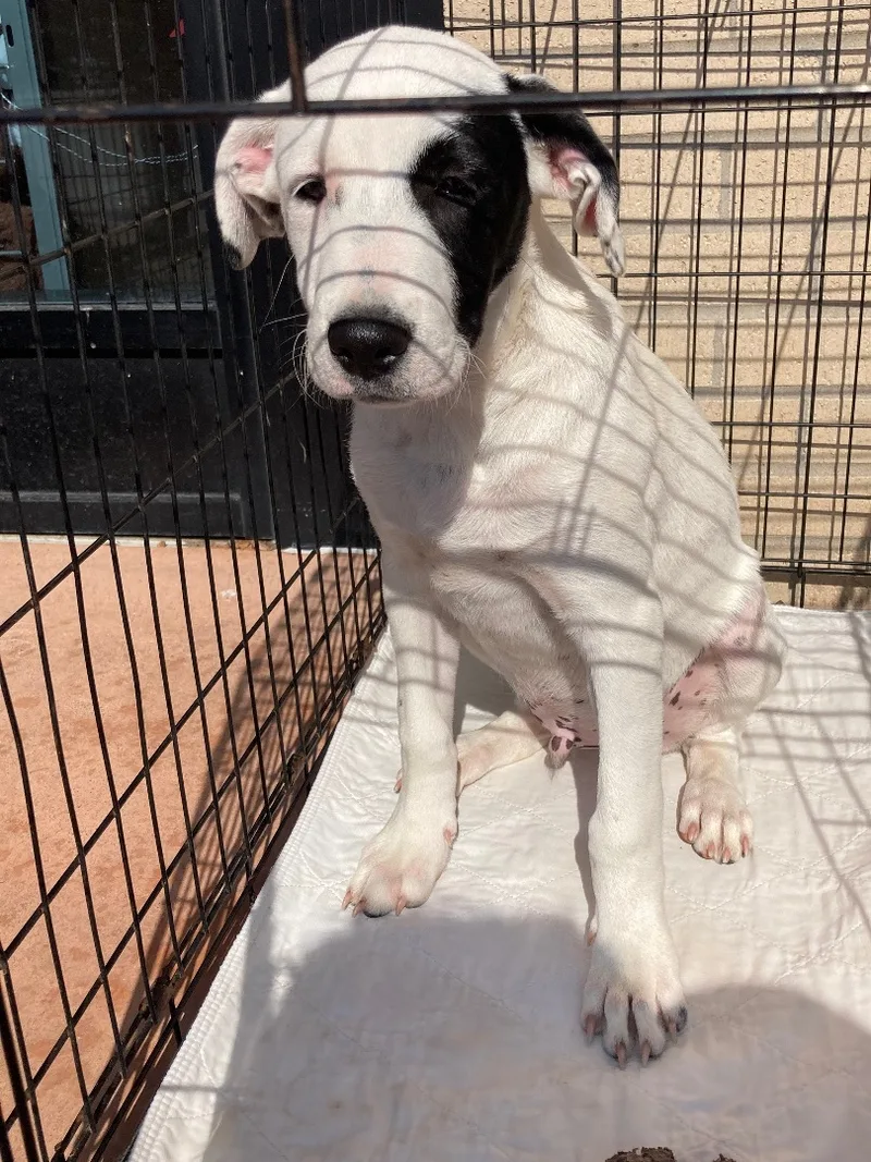 Leo  Leslie And thumbnail 3