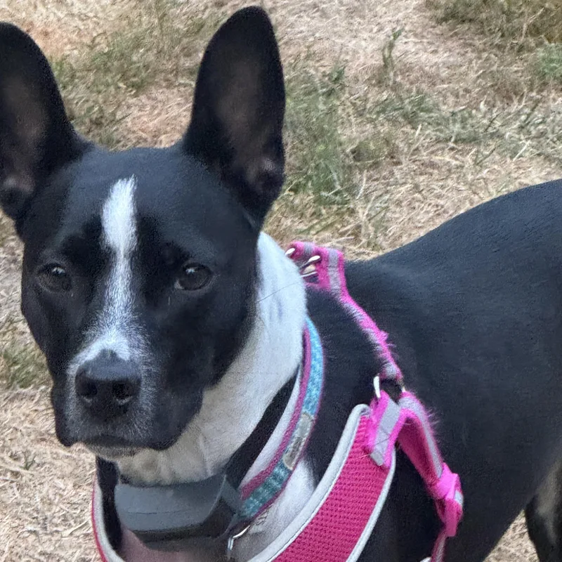 An adult medium-sized female Black Terrier dog named Ellie Dlp for adoption in Burlington, WA