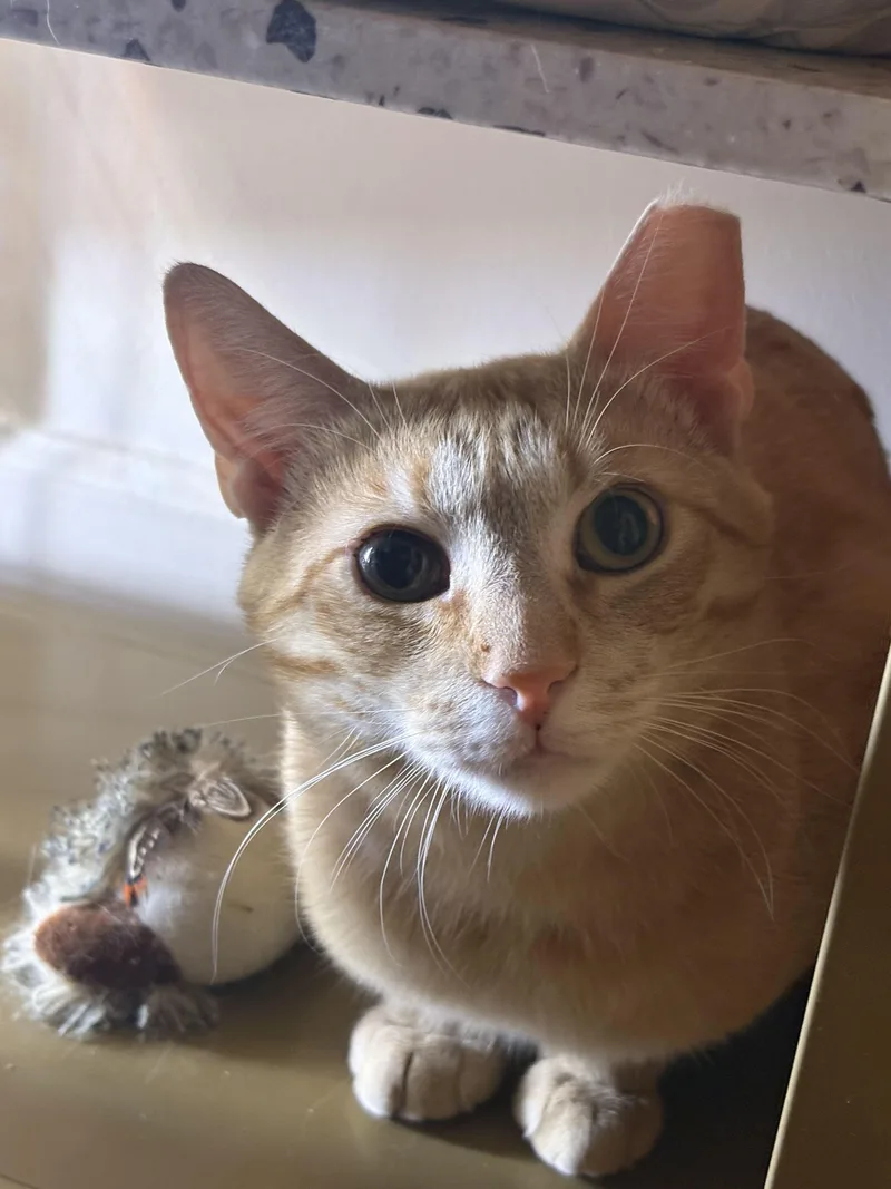 An adult medium-sized male Tabby (Orange / Red) Domestic Short Hair cat named Jax for adoption in Long Island City, NY