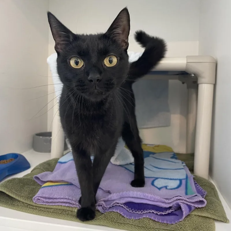 An adult medium-sized female Black Domestic Short Hair cat named Buttercup for adoption in Warwick, RI