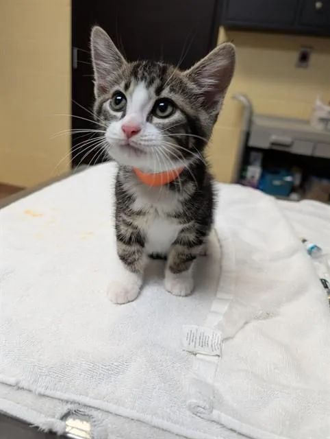 A baby medium-sized male Domestic Short Hair cat named Durham for adoption in Cookeville, TN