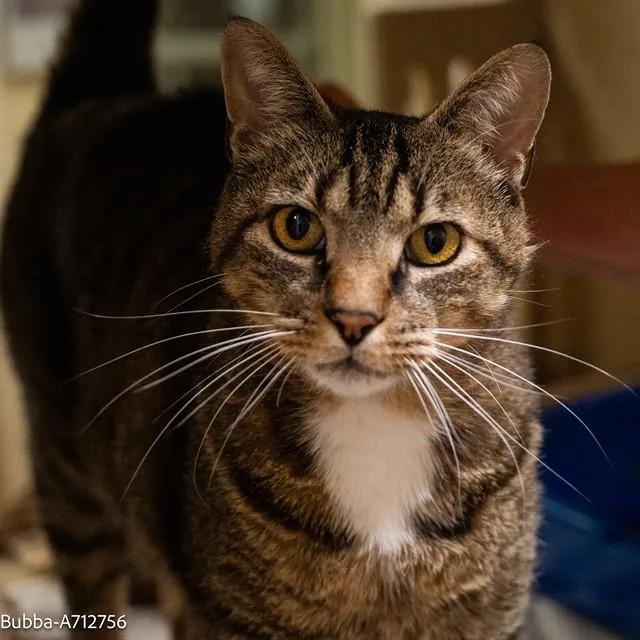 An adult large-sized male Domestic Short Hair cat named Bubba for adoption in Sacramento, CA