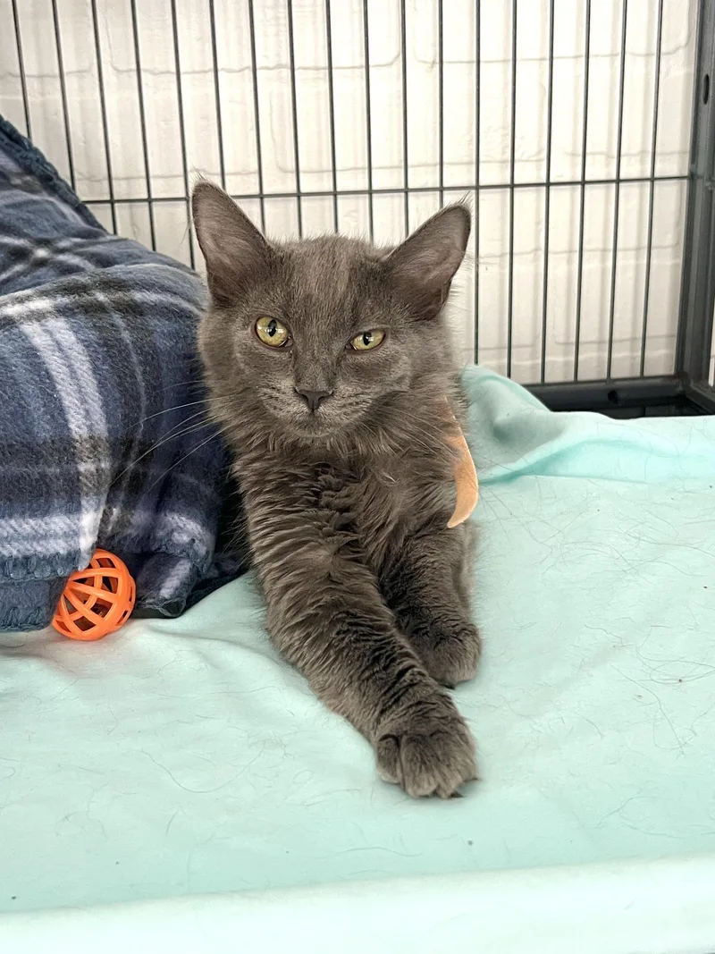 A baby small-sized female Domestic Long Hair cat named Reese for adoption in Altoona, PA