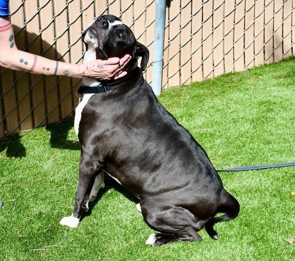 An adult large-sized male American Staffordshire Terrier dog named Flash for adoption in El Cajon, CA