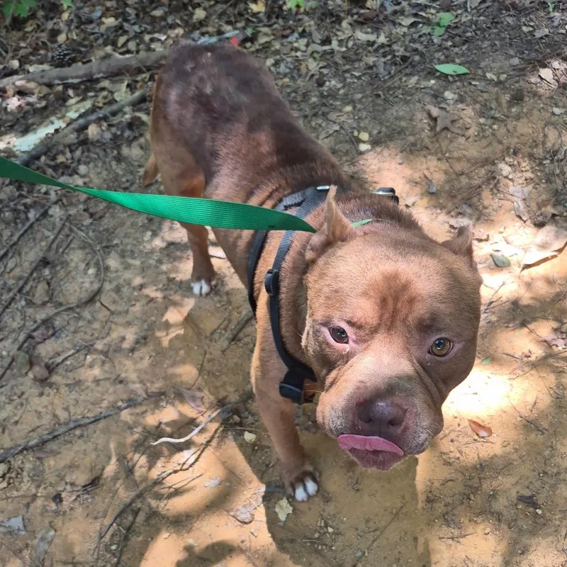An adult medium-sized male Red / Chestnut / Orange Mixed Breed dog named Elmo for adoption in Columbus, GA