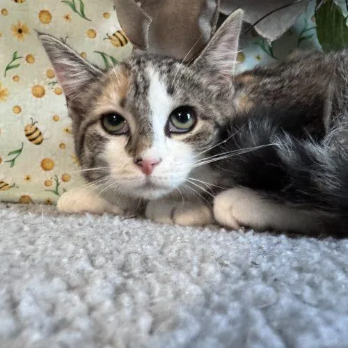 A baby small-sized female Tabby (Gray / Blue / Silver) Domestic Short Hair cat named Yellow Card for adoption in Toms River, NJ