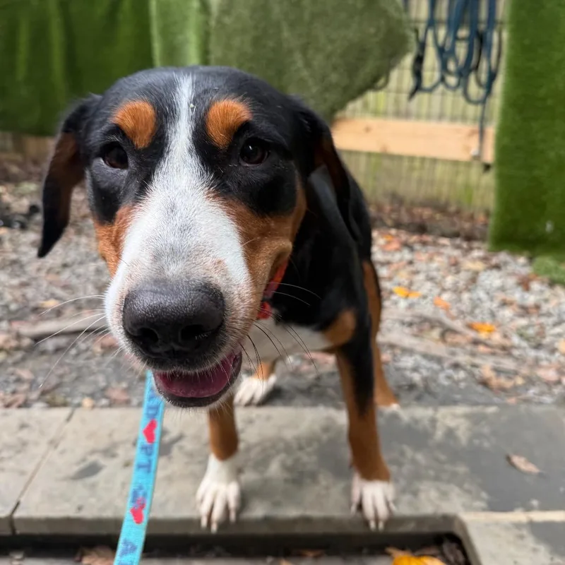 A young large-sized female Black Greater Swiss Mountain Dog dog named Princess for adoption in West Chester, PA