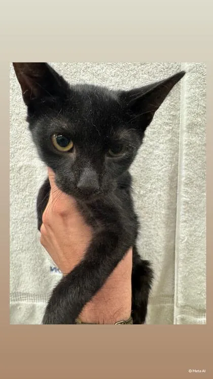 A baby small-sized male Domestic Short Hair cat named Brodie for adoption in Honolulu, HI