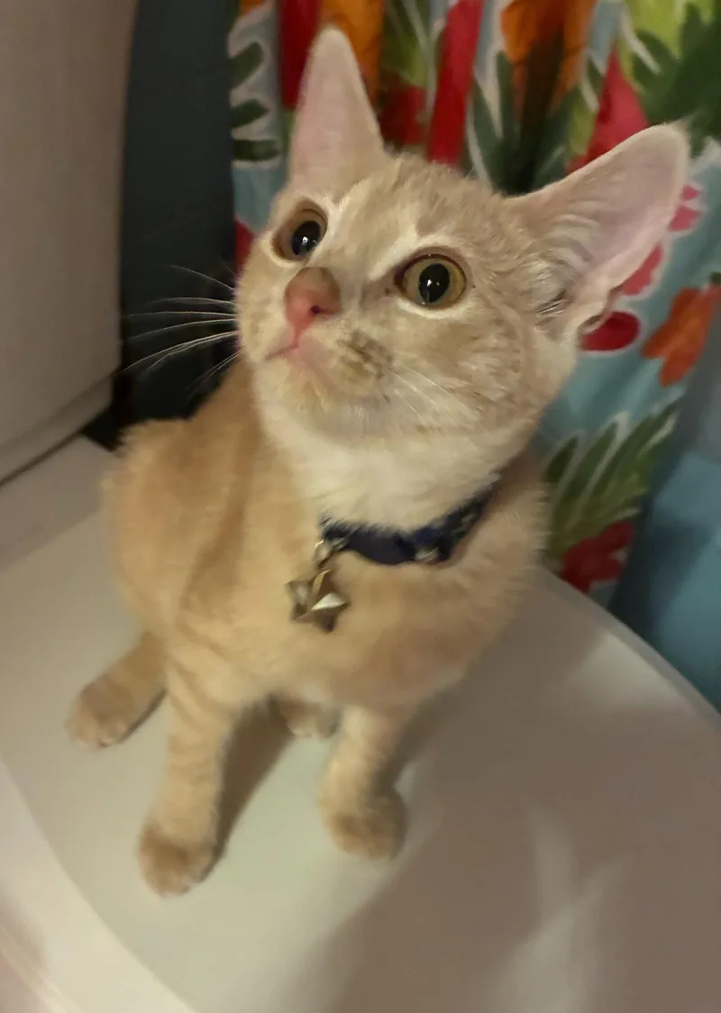A baby medium-sized female Tabby (Orange / Red) Tabby cat named Sylvia for adoption in Greenville, DE