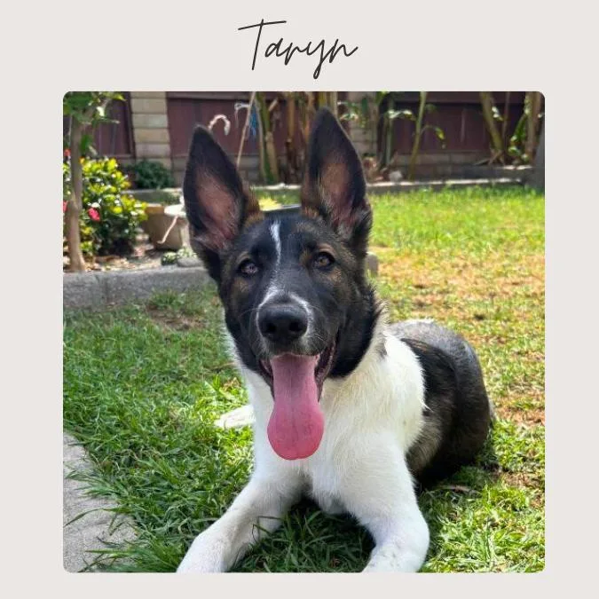 A baby small-sized female Tricolor (Brown, Black, & White) Shepherd dog named Taryn for adoption in San Juan Capistrano, CA