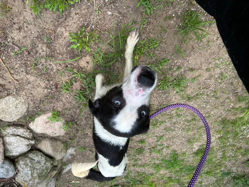 Maverick thumbnail 3