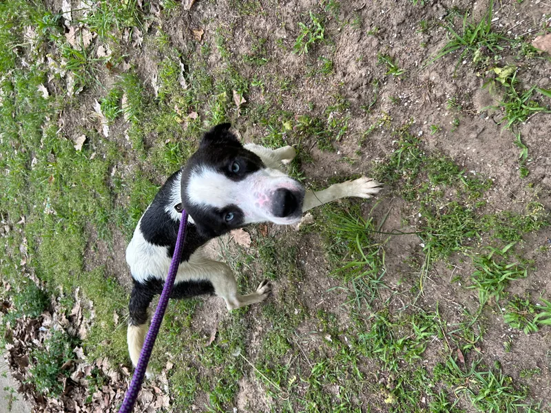 Maverick thumbnail 4