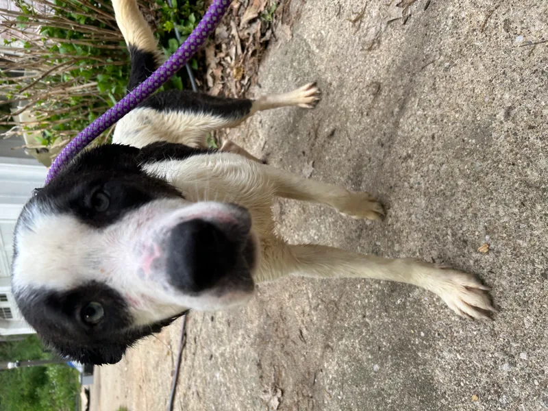 Maverick thumbnail 6