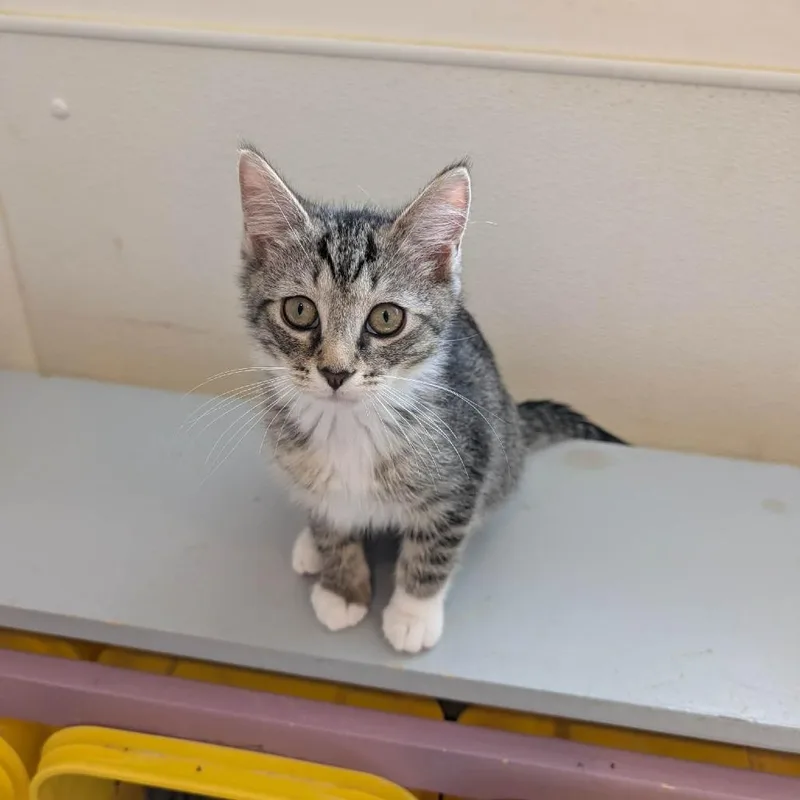 A baby small-sized female Brown / Chocolate Domestic Short Hair cat named C Pancake for adoption in Franklin, PA