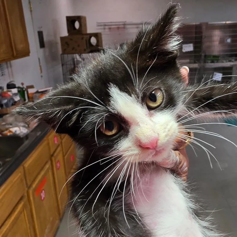 A baby small-sized female Black Domestic Short Hair cat named Dardenelle for adoption in Leander, TX