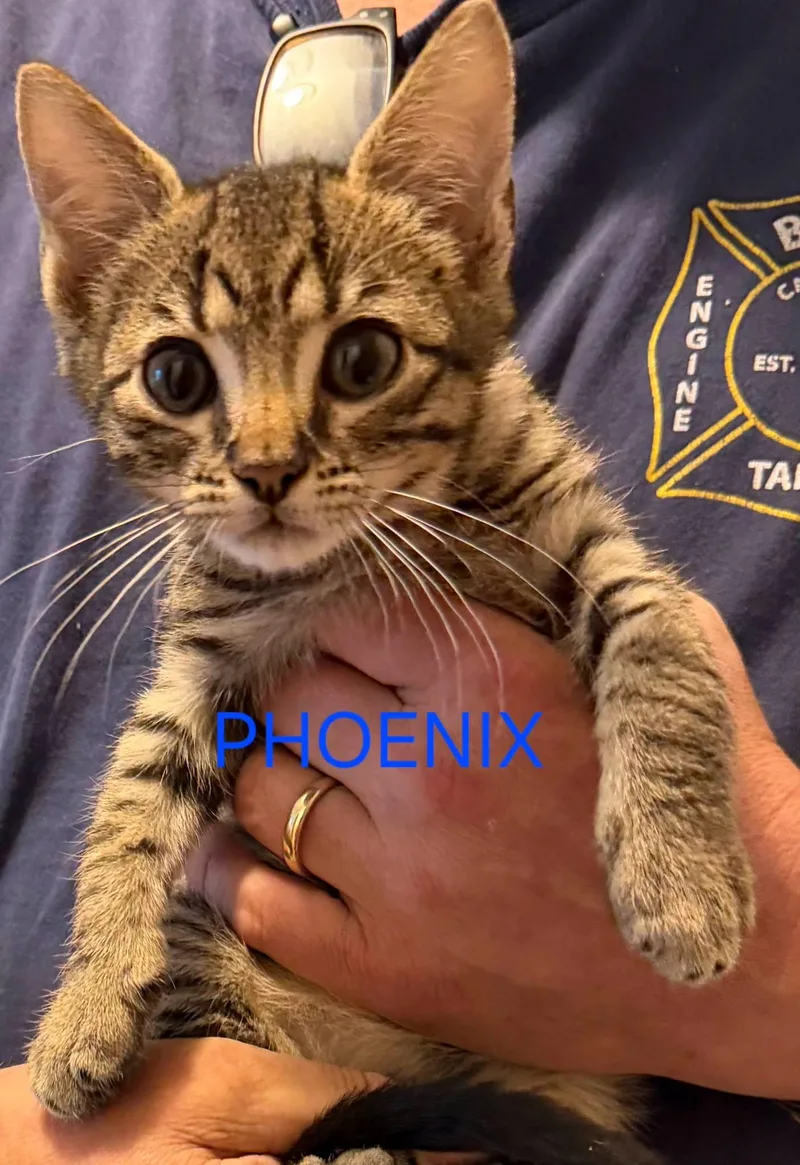 A baby medium-sized female Tabby (Brown / Chocolate) Domestic Short Hair cat named Phoenix for adoption in Great Mills, MD