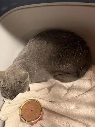 A young small-sized female Domestic Short Hair cat named Squire for adoption in Atlanta, GA