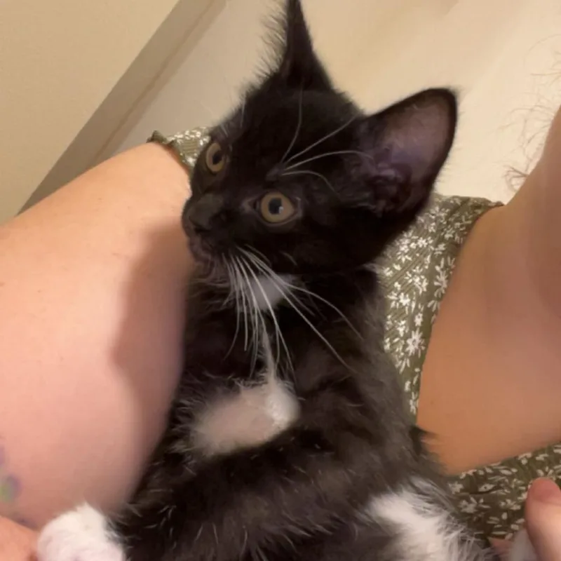 A baby small-sized female Domestic Short Hair cat named Mandarin Orange for adoption in Charlottesville, VA