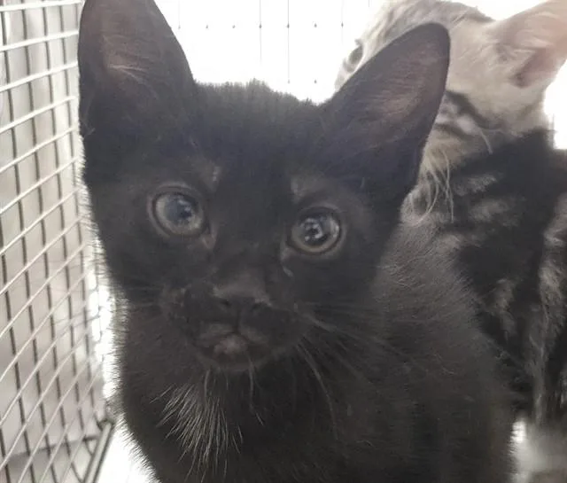 A baby small-sized female Domestic Short Hair cat named Piper for adoption in Fort Lauderdale, FL