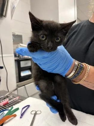 A baby small-sized female Domestic Short Hair cat named Pink Band for adoption in Gastonia, NC