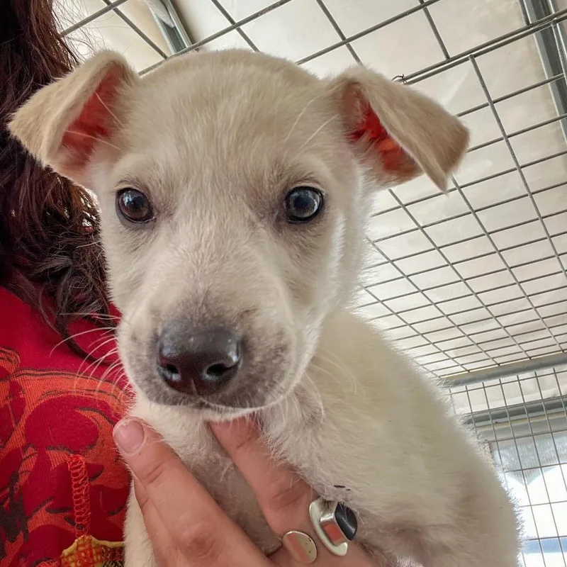 A young large-sized female White / Cream Mixed Breed dog named Chloe for adoption in Taos, NM