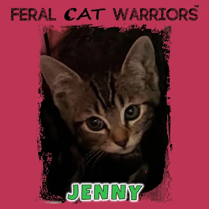 A baby small-sized female Brown / Chocolate Domestic Short Hair cat named Jenny for adoption in Kingman, AZ