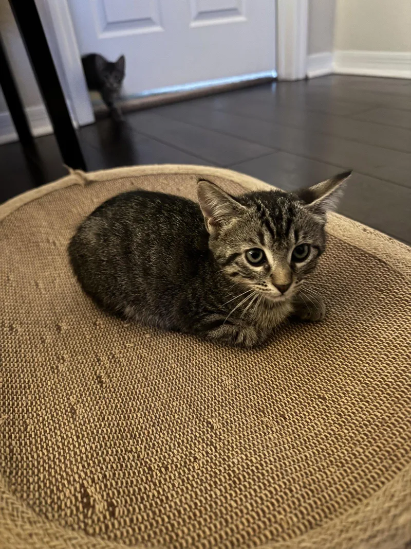 A baby large-sized female Domestic Short Hair cat named Valentina for adoption in Wesley Chapel, FL