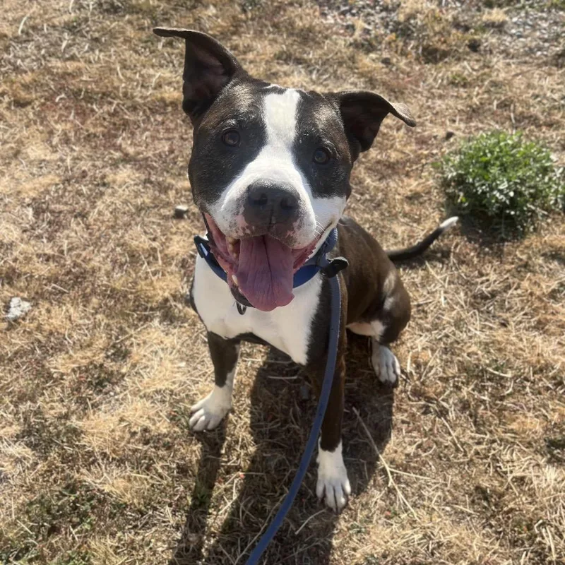 A senior large-sized male Black Mixed Breed dog named Silly Sid for adoption in Spokane, WA