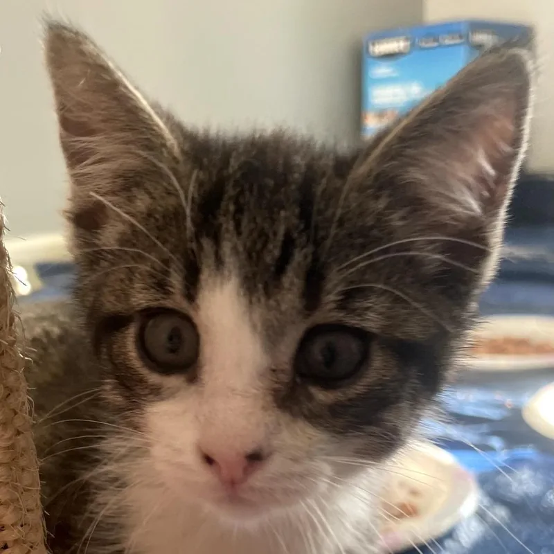 A baby small-sized female Brown / Chocolate Domestic Short Hair cat named Justice for adoption in Carmel, IN