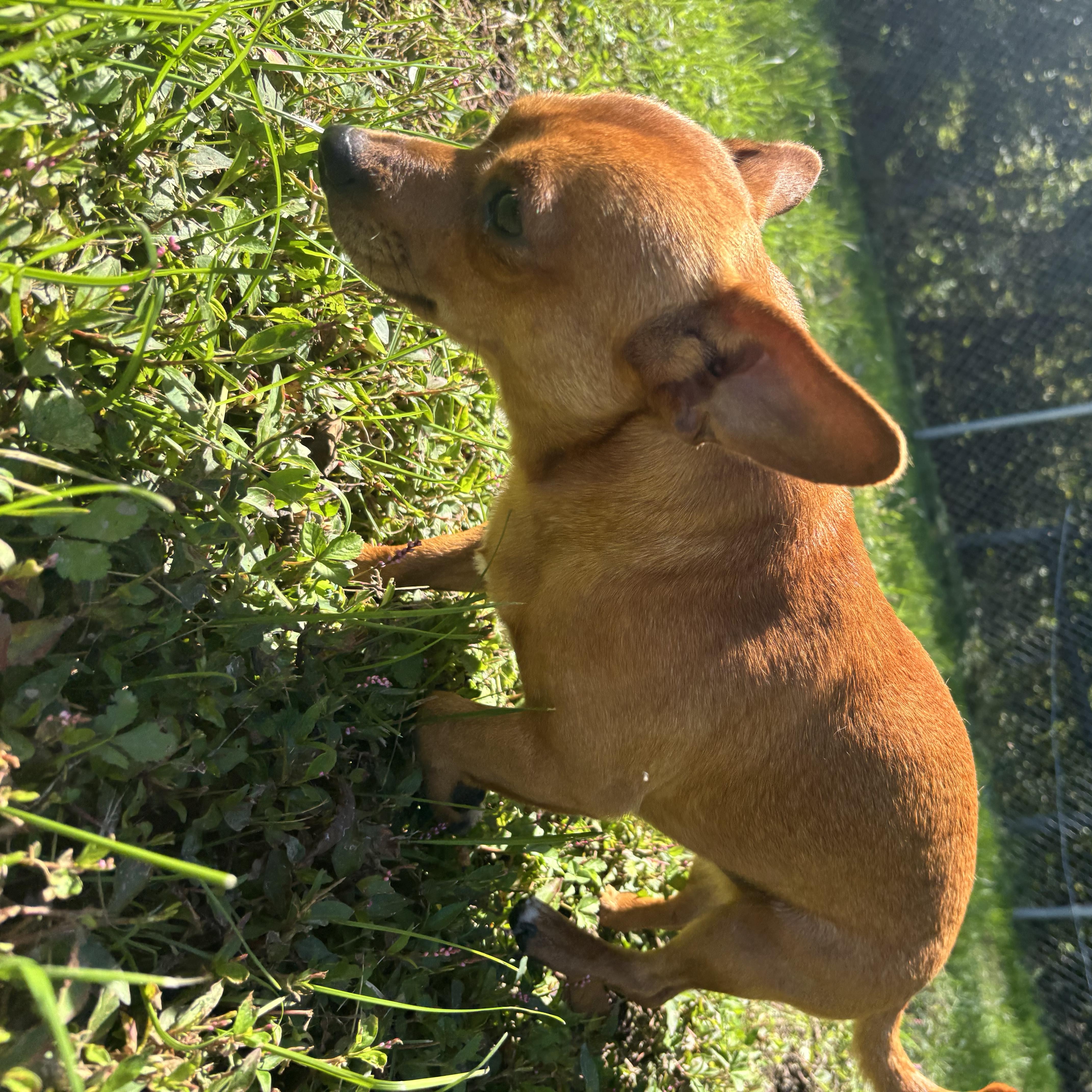 A young small-sized male Chihuahua dog named Pickle for adoption in Circleville, OH