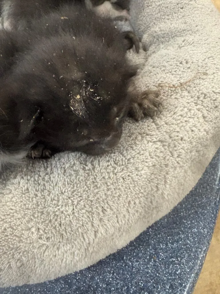 A baby small-sized male Domestic Medium Hair cat named Talitha for adoption in Brownwood, TX